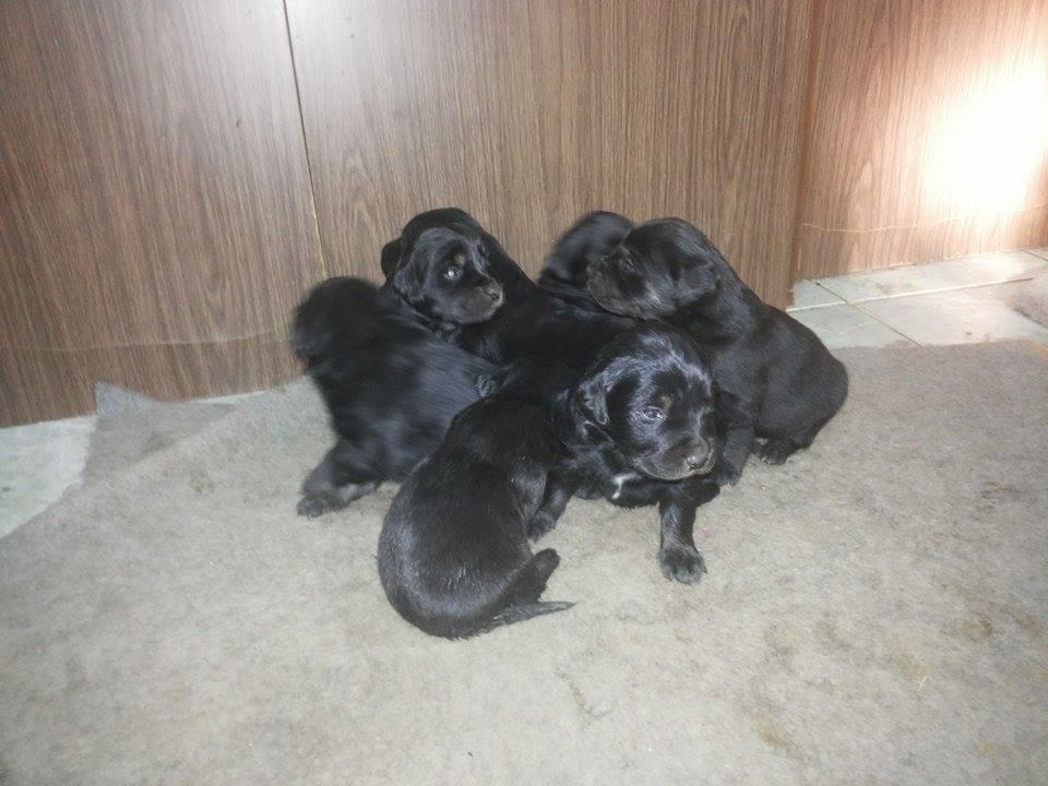 Labrador-26-Dite