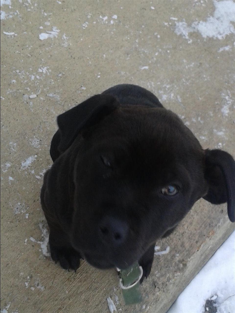 Pitbull
