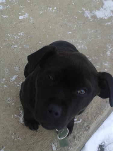 Pitbull