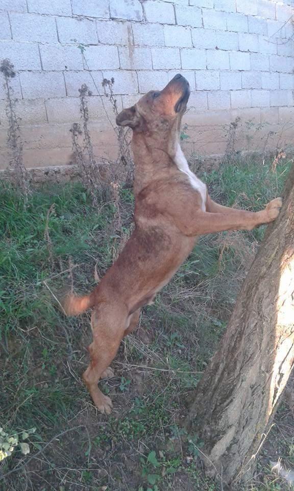 Pitbull