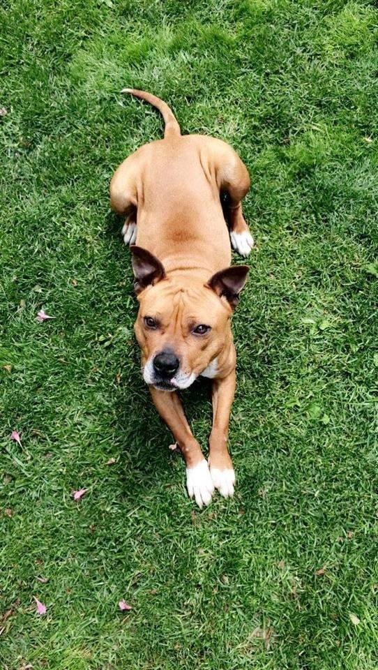 Pitbull
