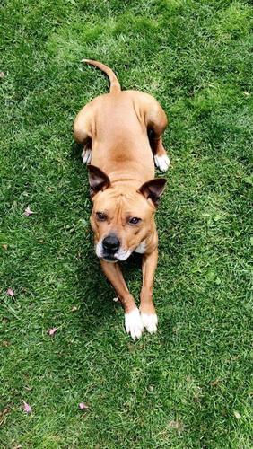 Pitbull