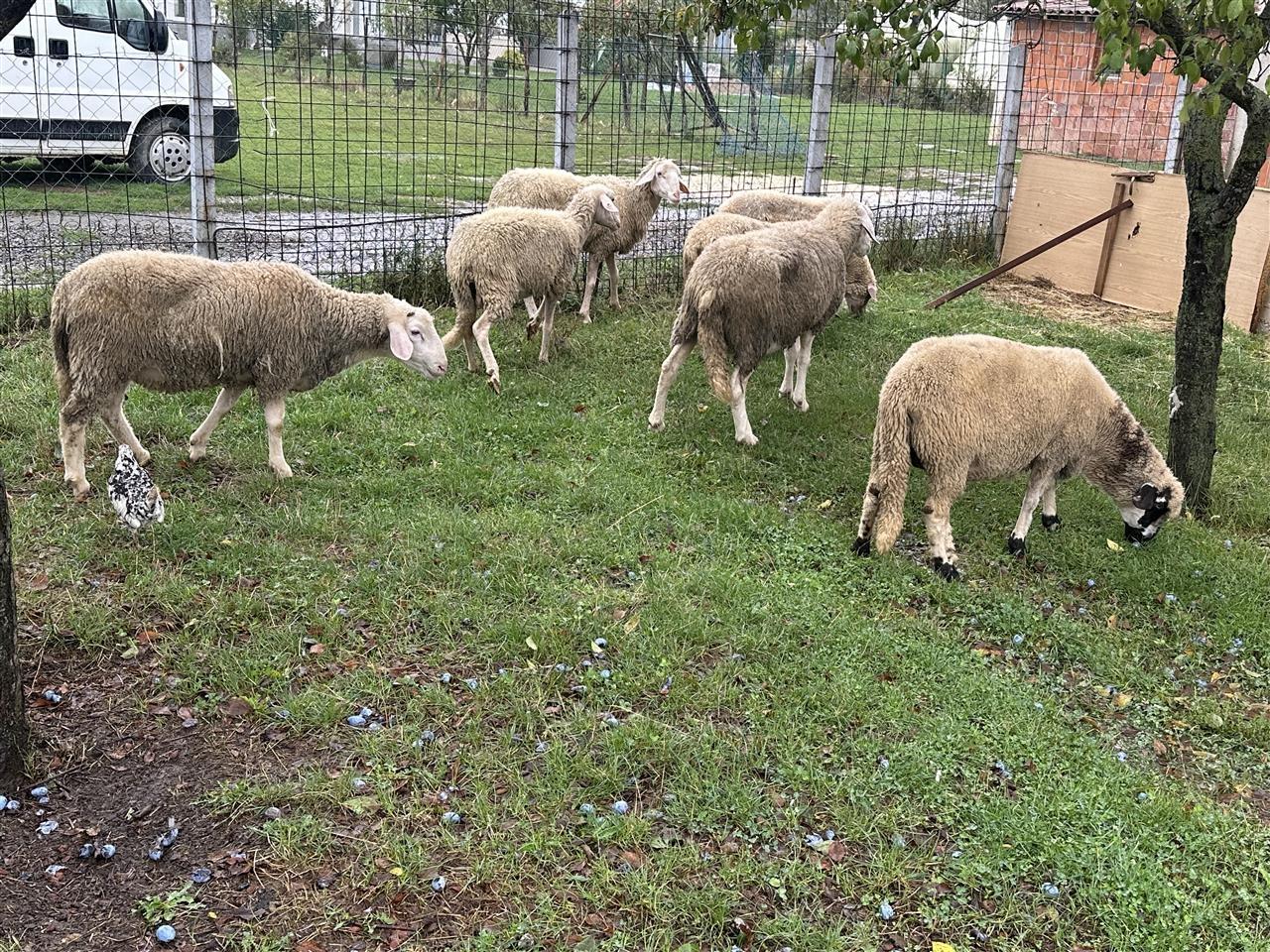 Shes-delet