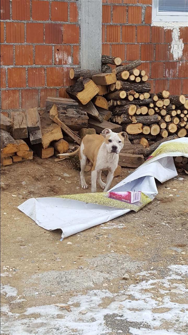 pitbull
