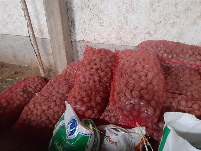 Patate