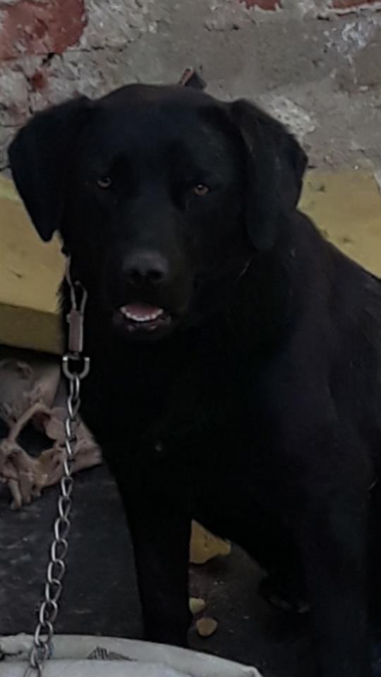 Labrador