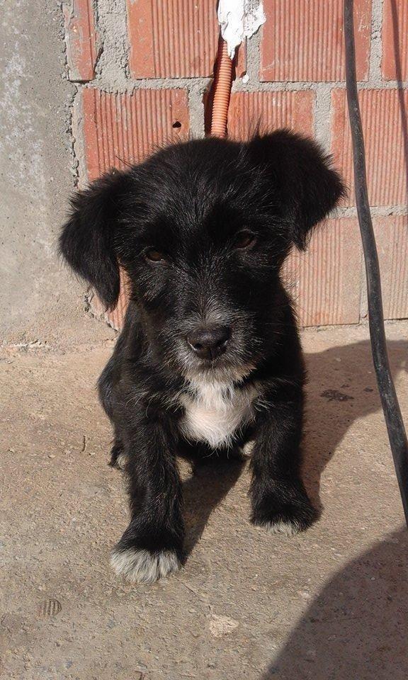Terrier