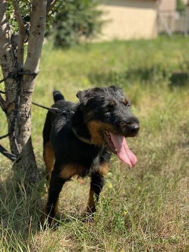 Terrier