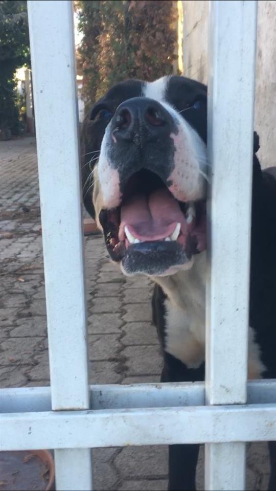 pitbull