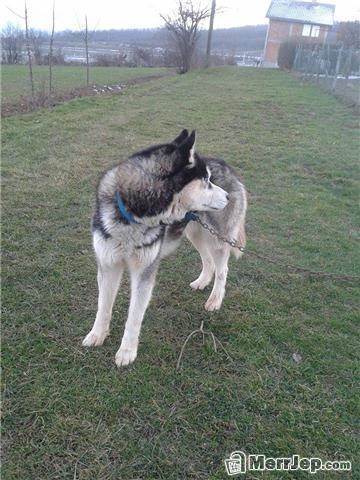 Haski-