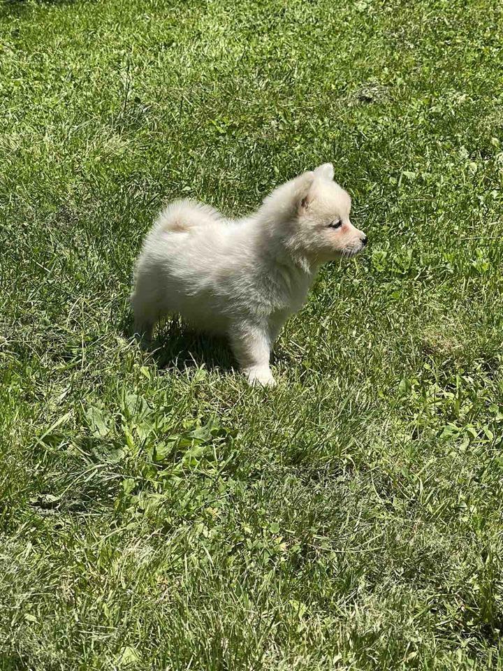 Shes-klysh-German-Spitz-