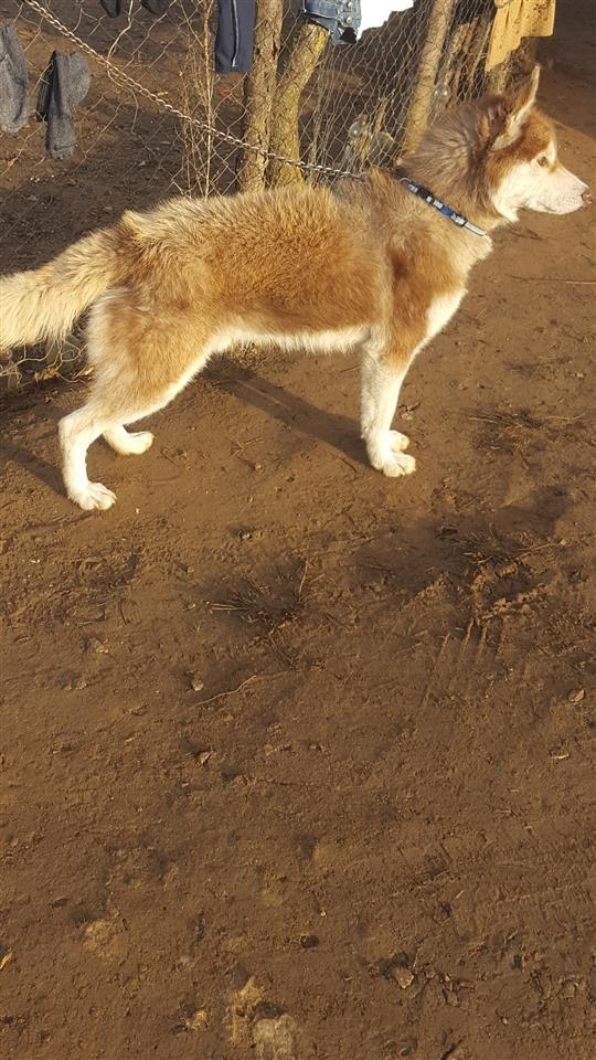 Hasky