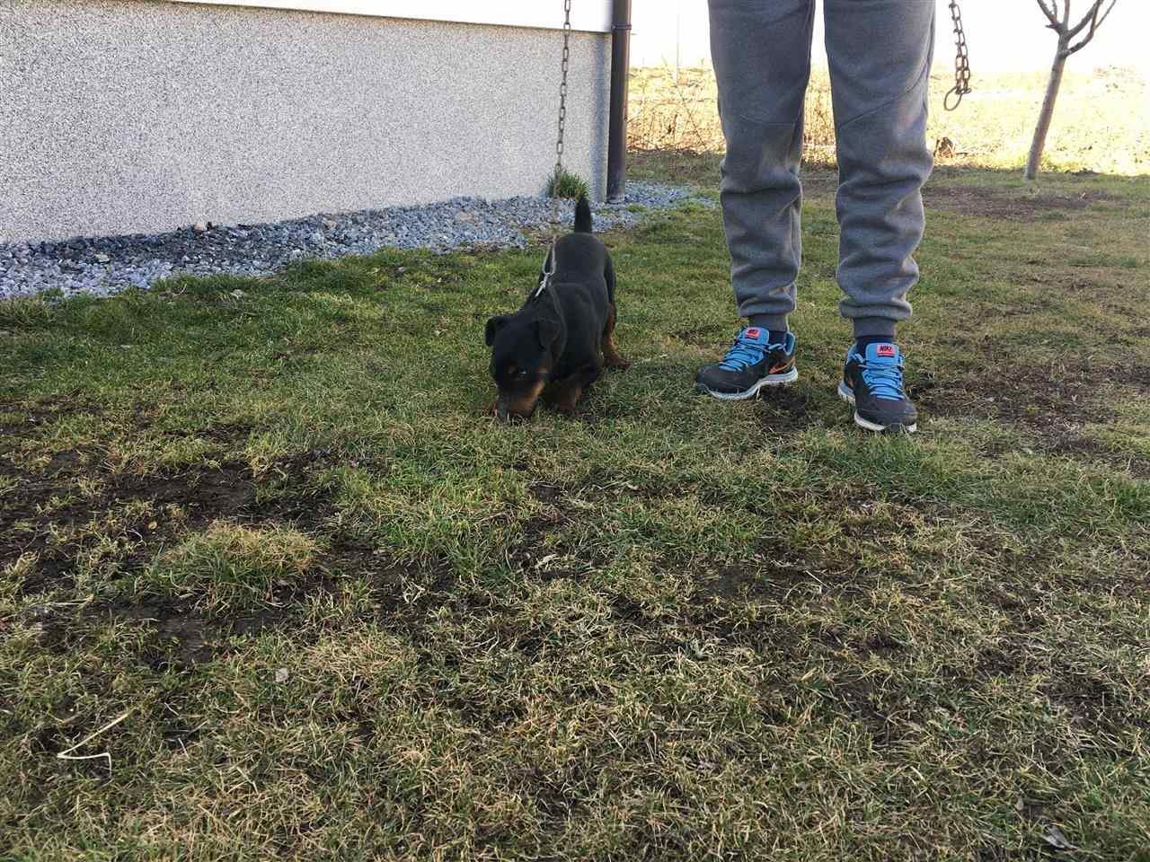 Terrier