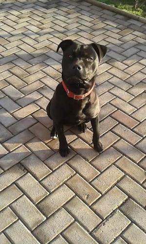  pitbull mashkull