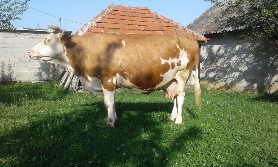 Lope-1850-