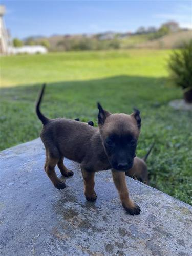 Belg malinois