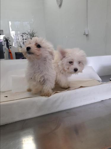 Samoyed dhe maltezer