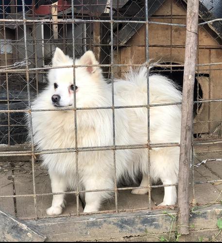 Mini Spitz Germany