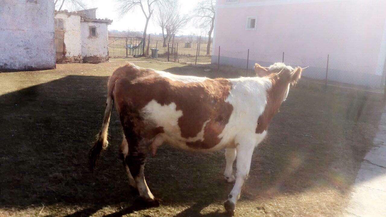 Lop
