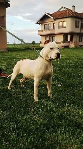 Pitbull