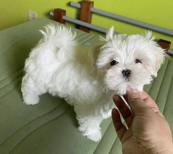 Maltezer