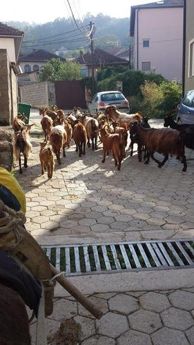 dhit e kuqe