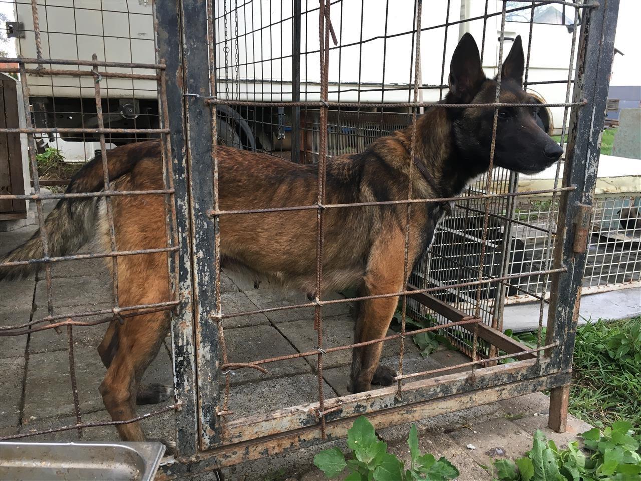 Malinois