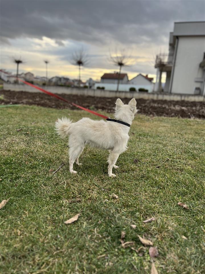 Minispitz