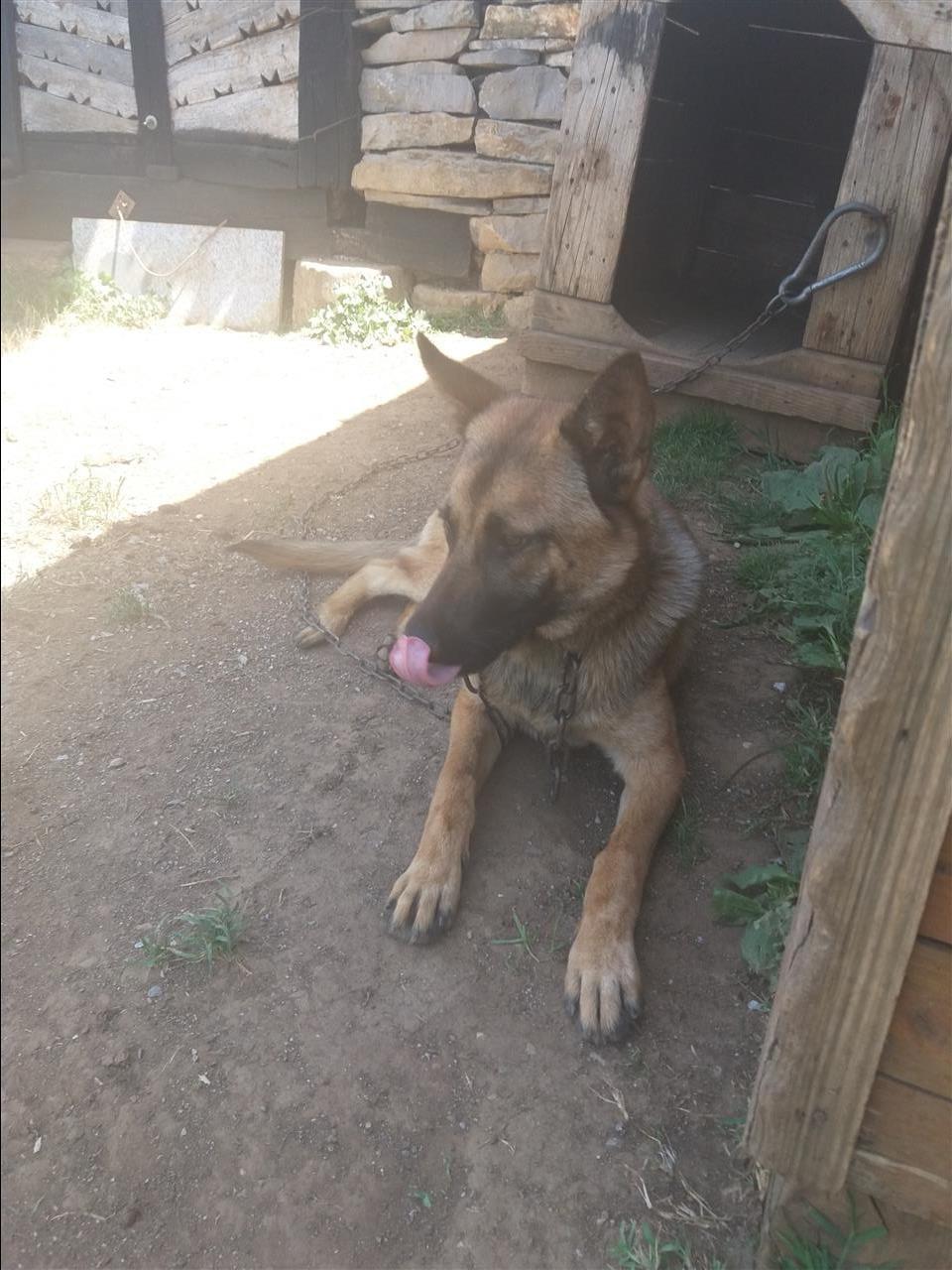 Malinois-Belg