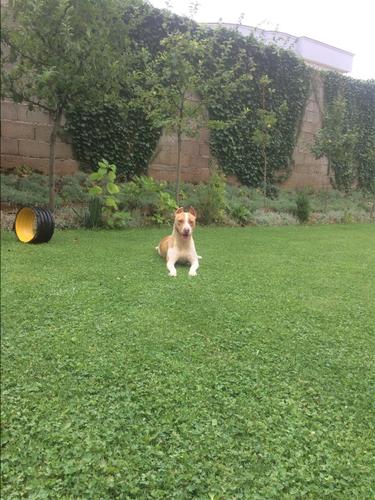 Pitbull 