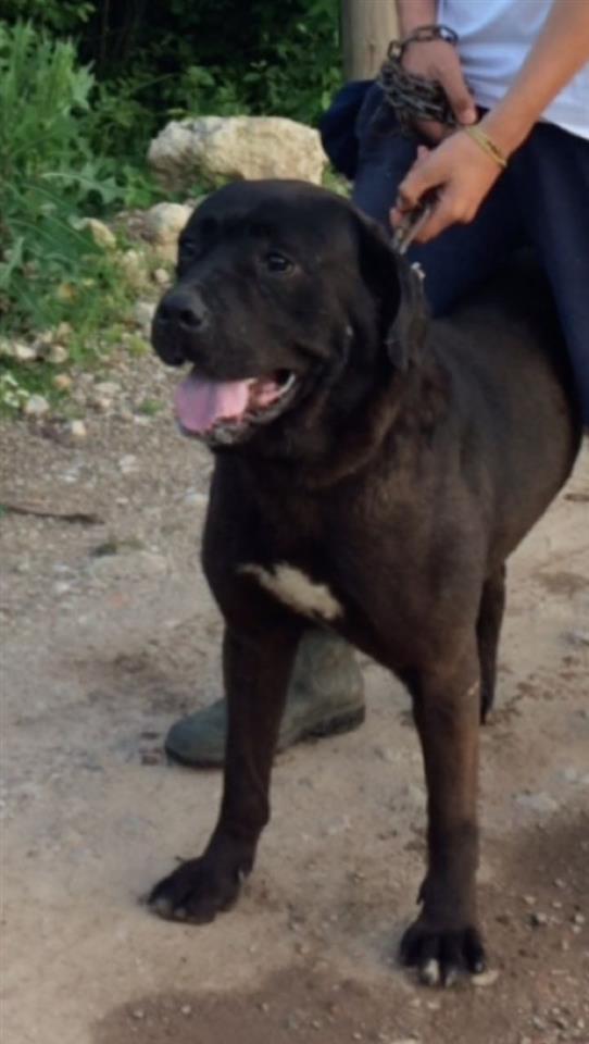 Cane-corso