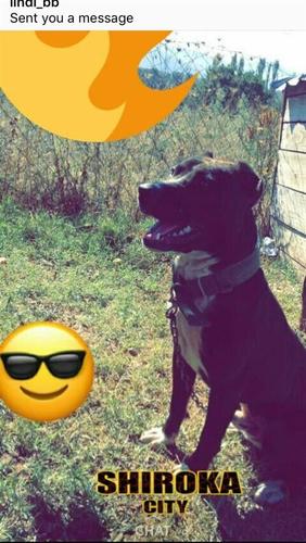 Pitbull 