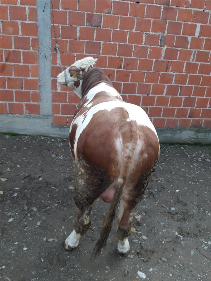 Biku