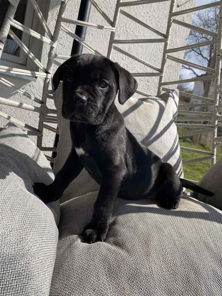 Cane-Corso