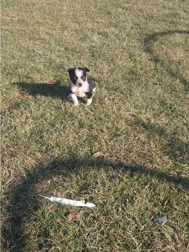 Buba