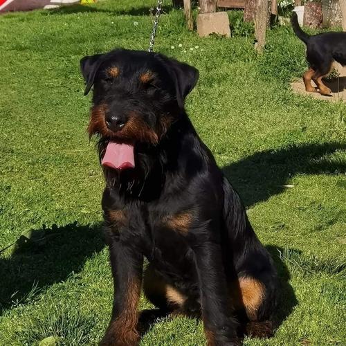 Terrier