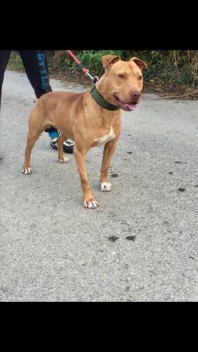 Pitbull