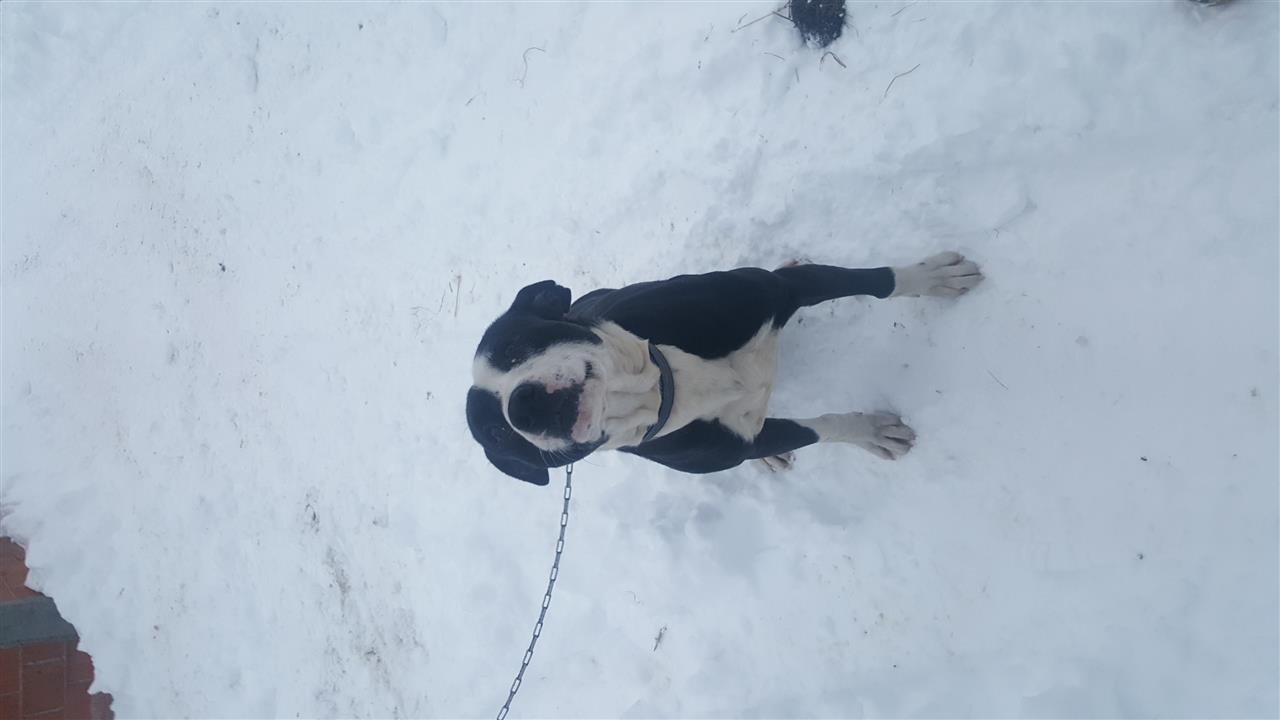 Pitbull