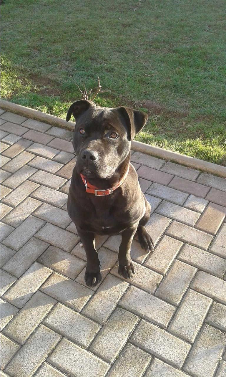 -pitbull-mashkull