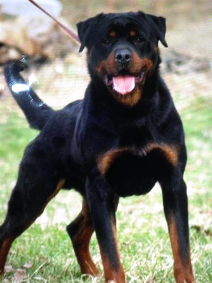Rotweiler