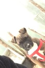 pitbull staf 