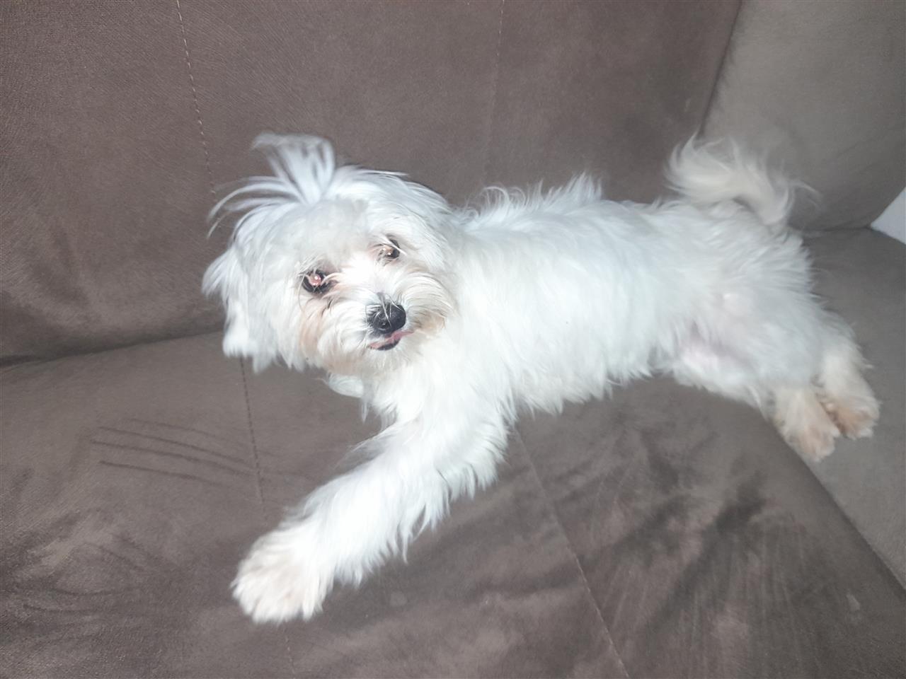 Maltese