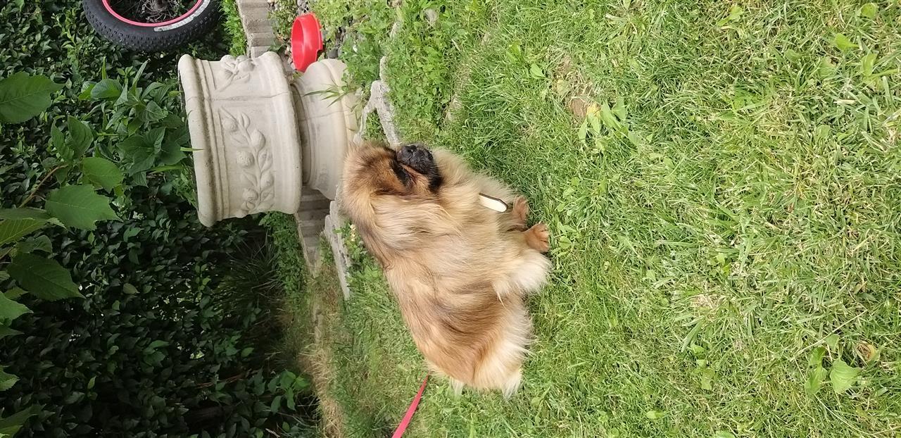 Pikenzer