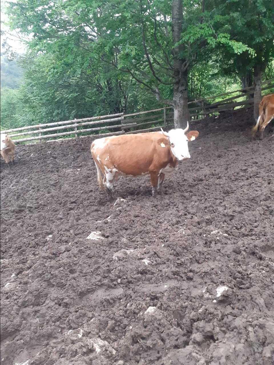 Shes-lopen--qu-shtore