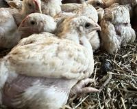 Zogj broiler 