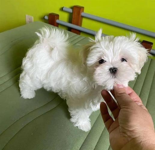 Maltezer