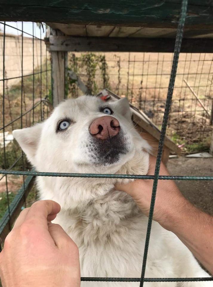 Hasky-orgjend-
