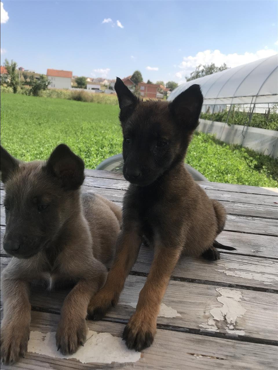 Belg-malinois-