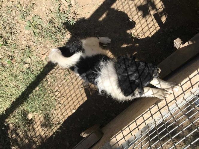 Mini spitz