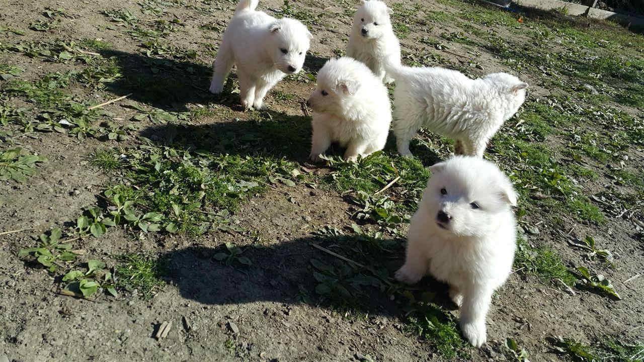 Samoyed-klysh